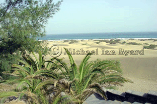 Sand Dunes and Palm Trees